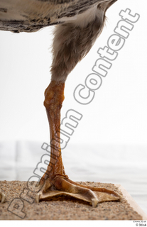 Greater white-fronted goose Anser albifrons leg 0007.jpg